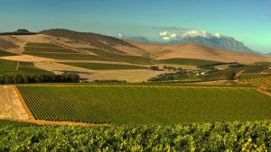 标价 1.8 亿兰特！南非 300 年历史酒庄公开出售