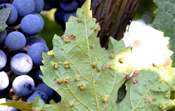 全球葡萄园再遇根瘤蚜危机：老害虫新挑战