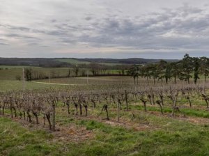 法国葡萄酒生产商开始重视无醇产品