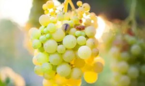 加州葡萄压榨量创30年新低 葡萄酒行业迎结构性调整