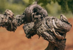 植物科学：古代葡萄 DNA 溯源法国 4000 年葡萄酒文明